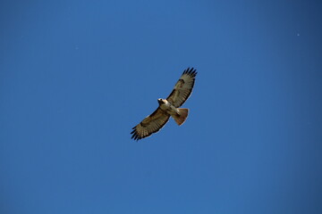 Hawk Over Us