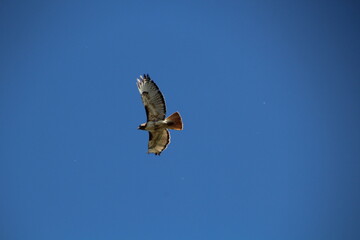 hawk in flight