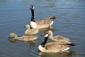 country goose on the water