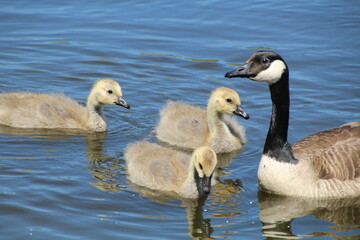 family geese