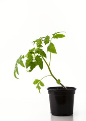 Young seedlings of tomato isolated on a white background. Ecological home growing of tomato seedlings in winter and early spring