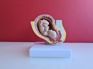 Development of Embryo model fetus for classroom education