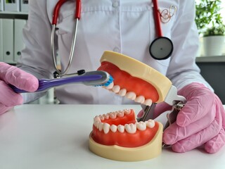 Fototapeta na wymiar Hands of dentist show on artificial jaw rule of brushing teeth with toothbrush