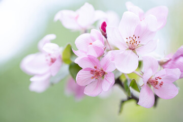Fototapeta premium Delicate apple tree flowers in spring. Apple orchard.