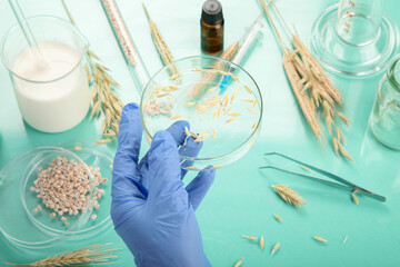 Analyzing agricultural wheat grains in laboratory