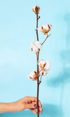 Cotton flower on pastel pale blue paper background, overhead.