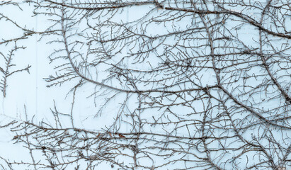 Creeping plant on white wall background