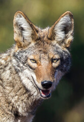 Coyote Headshot. Arastradero Preserve, California, USA.