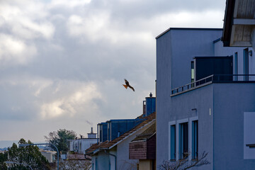 Red kite bird up in the sky at City of Zürich district Seebach on blue cloudy winter day. Photo taken January 31st, 2023, Zurich, Switzerland.