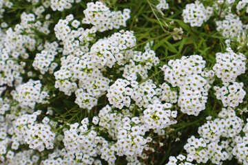 Yarrow. Beautiful white flowers. Close-up. Selective focus. Copyspace