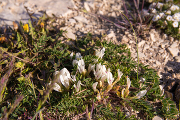 Small white flowers in the spring in the field.