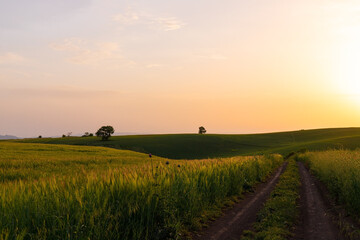 Road in a wheat field at sunset.