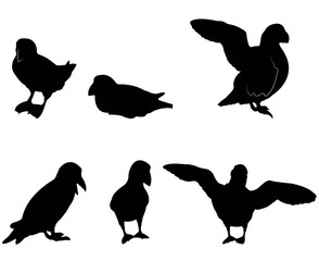 Collection of black silhouettes puffins