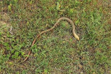 Beautiful harmless yellow snake.