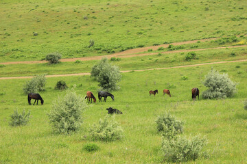 Horses graze in the green mountains.