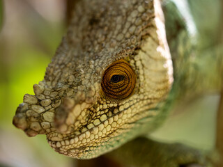 A portrait of the Parson's chameleon, Calumma parsonii, has a massive helmet and a large growth on its nose. Réserve Peyrieras Madagascar Exotic