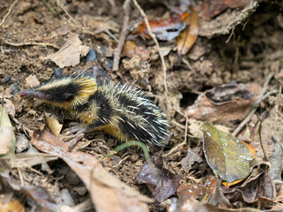 Lowland Streaked Tenrec, Hemicentetes semispinosus, an exotic looking hedgehog with colorful spines. National Park, Analamazaotra. Madagascar