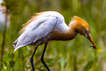 White egret birds (egretta garzetta) are standing in a watery paddy field looking for food