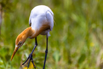 White egret birds (egretta garzetta) are standing in a watery paddy field looking for food