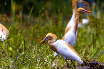 White egret birds (egretta garzetta) are standing in a watery paddy field looking for food