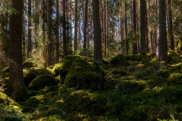 Magical fairytale forest. Conferois forest covered of green moss.