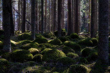 Magical fairytale forest. Conferois forest covered of green moss. - 567610389