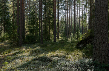 Obraz premium Magical fairytale forest. Conferois forest covered of green moss.