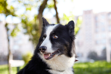 Siberian laika in autumn park. Dog on nature walk