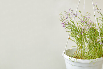 Matthiola in a white pot, isolated on grey background. Family name Brassicaceae, Scientific name Matthiola