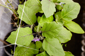 Eggplant grows in a greenhouse. Fresh organic aubergine. Growing fresh vegetables in a greenhouse