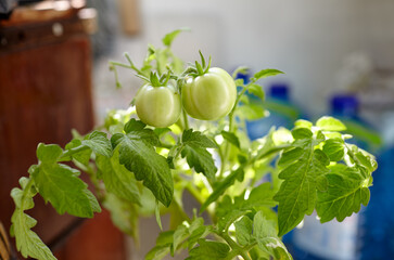 Tomato grows in a greenhouse. Growing fresh vegetables in a greenhouse