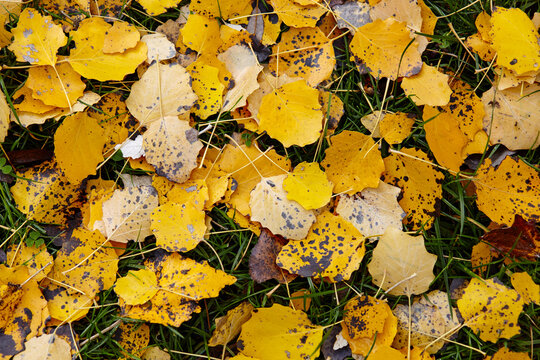 Beautiful autumn leaves on grass. The bright colors of fall. Blurred image, selective focus