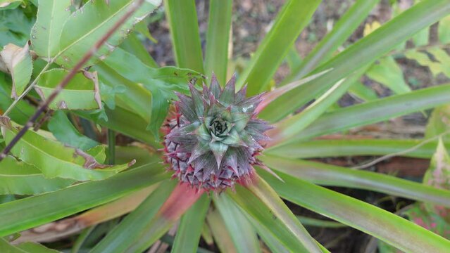 small pineapple tree in the garden