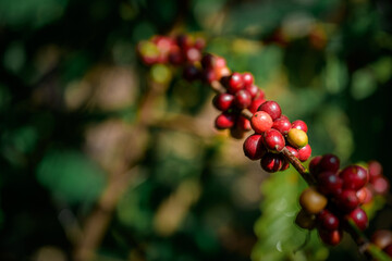 Close up of agriculturist harvesting fresh coffee beans from the raw coffee plant organic coffee plantation Arabica and Lobusta varieties