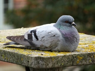 pigeon