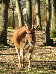 Antilope