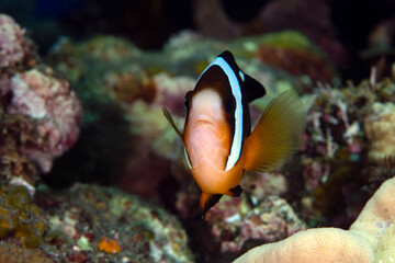 Naklejka na ściany i meble Clownfish - Amphiprion clarkii. Sea life of Tulamben, Bali, Indonesia.