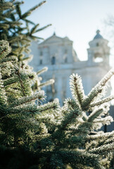 snow covered fir tree
