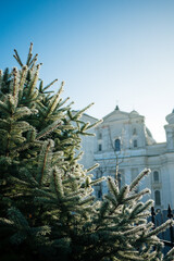 Church. Frozen coniferous branches in white winter