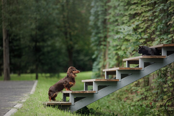 Chocolate longhaired dachshund in nature standing and posing. Beautiful dog in the park