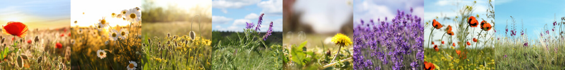 Fototapeta premium Collage with photos of different beautiful wild flowers growing in meadow