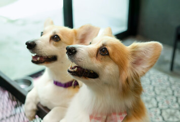 hungry welsh corgi dogs are eagerly waiting for food from owner in dogs space indoor at home,cute...