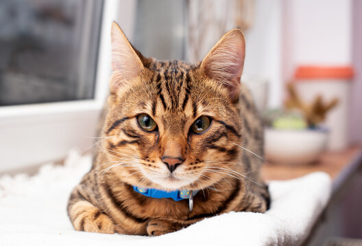 A mixed-breed Bengal cat lies on the windowsill. A spotted cat looks directly into the lens on the background of a blurred window. The photo is blurred
