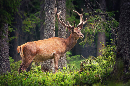 A deer camouflages itself in the forest and watches the surroundings.
