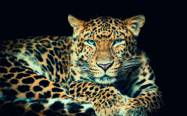 North China leopard Panthera pardus japonensis black backround.