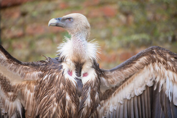 Portrait of beautiful Griffon Vulture (Gyps fulvus). Closeup.