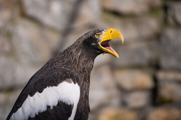 Portrait of beautiful Adult Steller's sea eagle (Haliaeetus pelagicus)