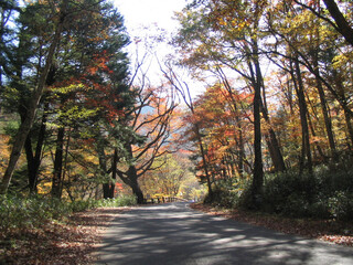asphalt road with beautiful trees on the sides in autumn
