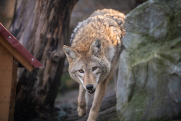 Locked eyes for a split second with this hunting Coyote runing near chicken hen house on countryside farm. © Dragan