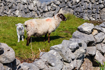 Sheep and small cute lamb in a green field between traditional stone fences. Agriculture industry. Source of meat and wool. Ireland. Aran island, county Galway. Warm sunny day.